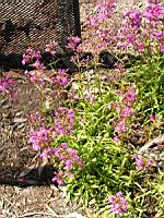 Silene Viscaria, fam. Caryophyllacees, Europe, Siberie (2) (Photo F. Mrugala)